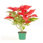 Poinsettia Vermelho - Bico de Papagaio - Pote 14