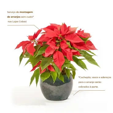 2-Poinsettia-Vermelho---Bico-de-Papagaio---Pote-14