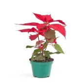 Poinsettia Vermelho - Bico de Papagaio - Pote 11
