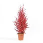 Tuia Holandesa Colours - Árvore de Natal Pote 9