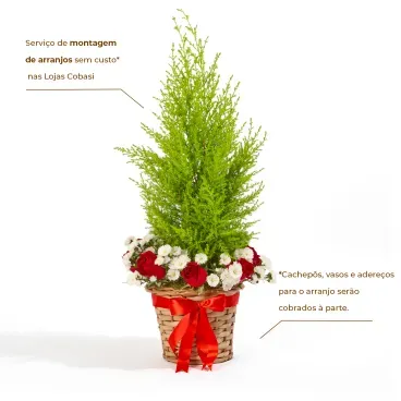 2-Tuia Strickita Neve - Arvore de Natal