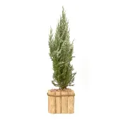 Tuia Strickita Neve Premium Pote 14