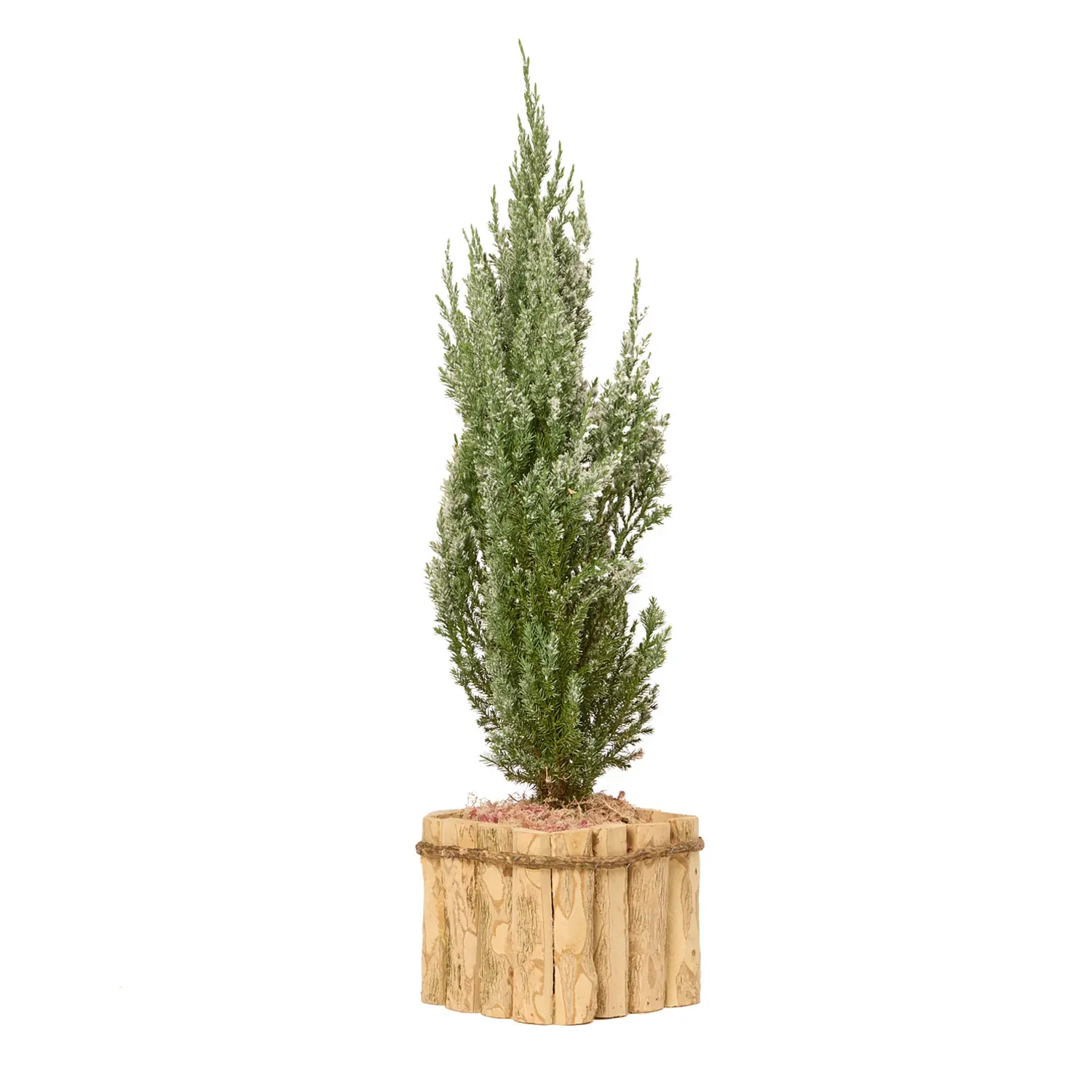 2-Tuia-Strickita-Neve-Premium-Timlog-Pote-14