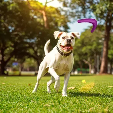 Pet-de-grande-porte-brincando-com-Brinquedo-Mordedor-Boomerang-Stark-Pet-Roxo