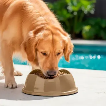 golden-retriever-comendo-no-Comedouro-Bowl-Antiderrapante-Stark-Pet-Bege
