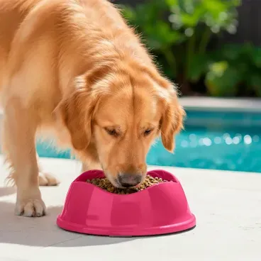 golden-retriever-comendo-no-Comedouro-Bowl-Antiderrapante-Stark-Pet-Magenta