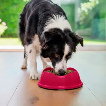 Border-collie-comendo-no-Comedouro-Bowl-Antiderrapante-Stark-Pet-Magenta