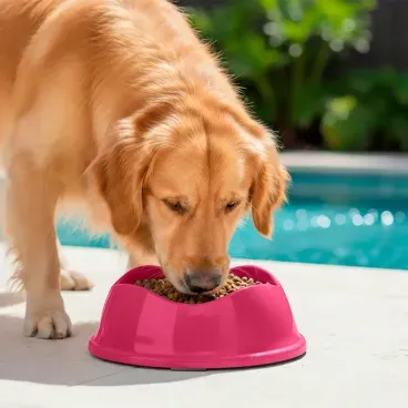 golden-retriever-comendo-no-Comedouro-Bowl-Antiderrapante-Stark-Pet-Magenta