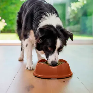 Border-collie-comendo-no-Comedouro-Bowl-Antiderrapante-Stark-Pet-Cobre