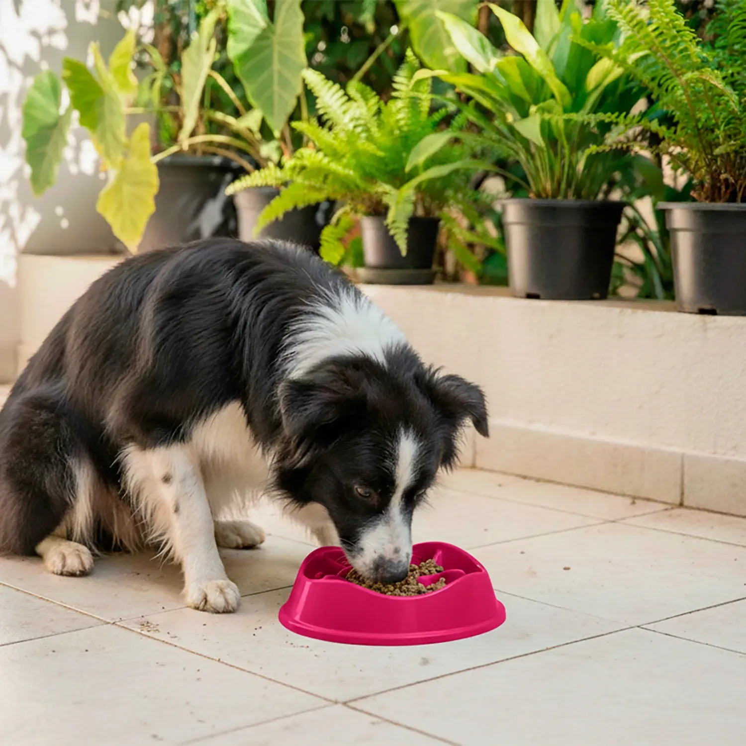 Border-collie-comendo-no-Comedouro-Lento-com-Labirinto-Stark-Pet-Magenta