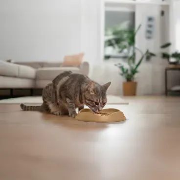 Gato-comendo-no-Comedouro-Raso-para-Gatos-Stark-Pet-Bege