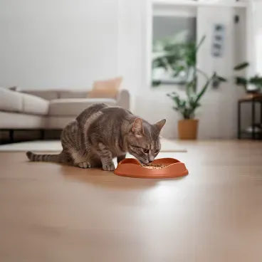 Gato-comendo-no-Comedouro-Raso-para-Gatos-Stark-Pet-Cobre