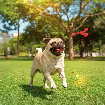 Pet-de-pequeno-porte-brincando-com-o-Brinquedo-Mordedor-Rokka-Stark-Pet-Vermelho