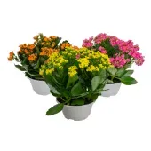 Kalanchoe Planta Natural Cuia 21