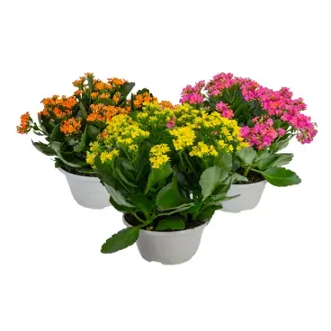kalanchoe-cuia-21