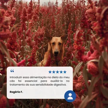 9-Racao N-D Quinoa Cuidado Digestivo Caes Adultos Mini Cordeiro