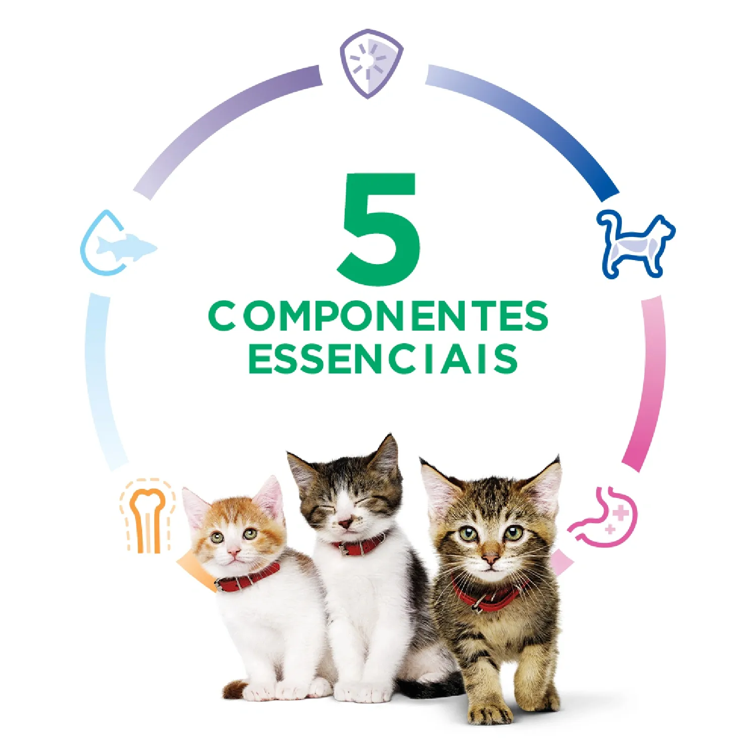 Racao-Hills-Science-Diet-Gatos-Filhotes-5-componentes-essenciais