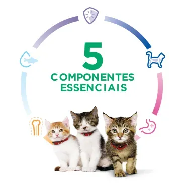 Racao-Hills-Science-Diet-Gatos-Filhotes-5-componentes-essenciais