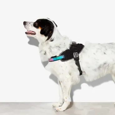 Pet-de-grande-porte-usando-o-Peitoral-FlyHarness-para-Caes-Zeedog-Gotham