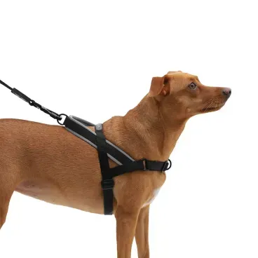 Pet-medio-com-o-Peitoral-Antipuxao-para-Caes-SofterWalk-Zeedog-Gotham