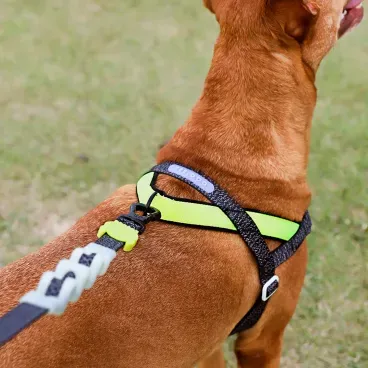 PEt-usando-o-Peitoral-Antipuxao-para-Caes-SofterWalk-Zeedog-Nox-com-detalhes-das-costas