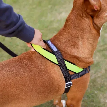 Mao-segurando-na-alca-do-peitoral-Antipuxao-para-Caes-SofterWalk-Zeedog-Nox-