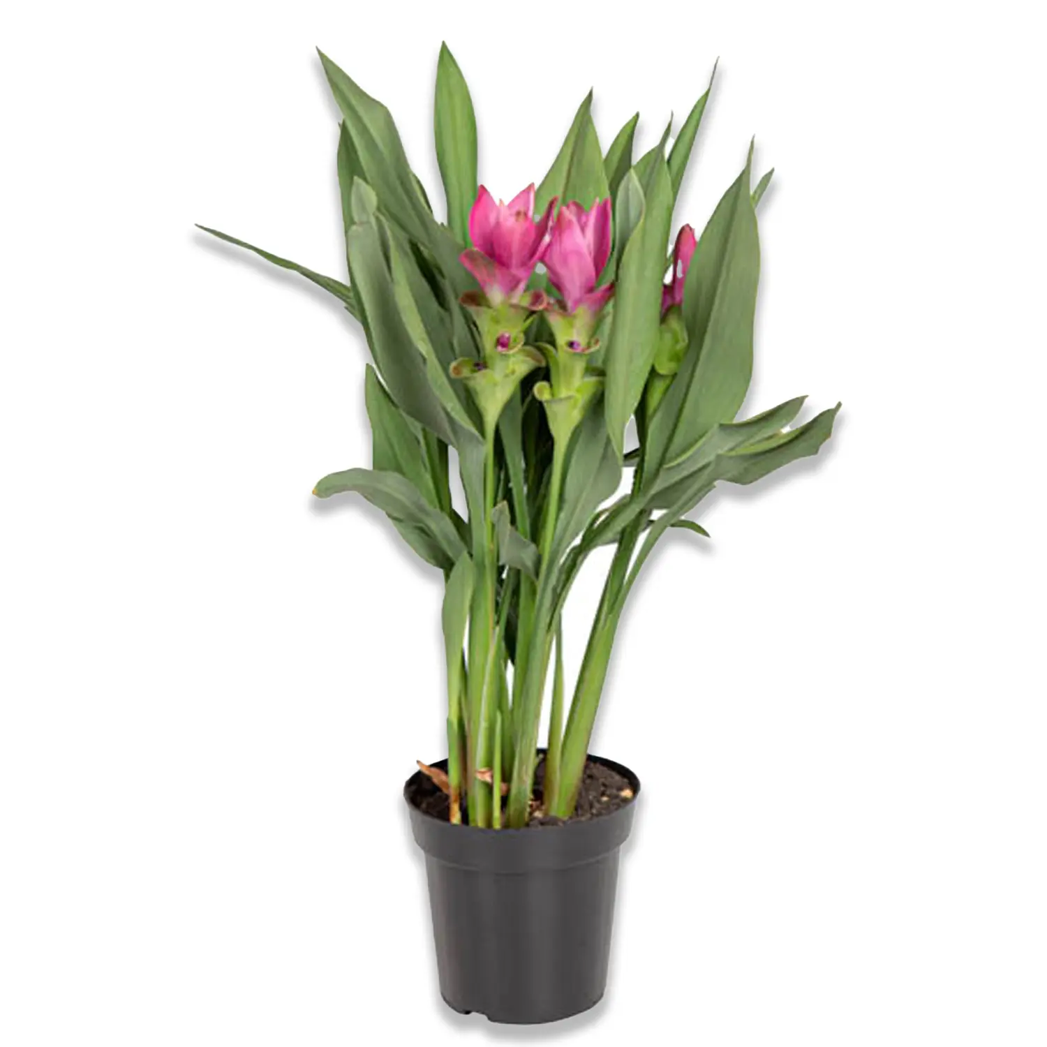 Curcuma-Siam-Sublime-Planta-Natural-Pote-12