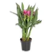 Curcuma Siam Sublime Planta Natural Pote 12