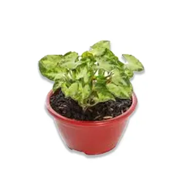 Syngonium-Mini-Pixie-Planta-Natural-Pote-09