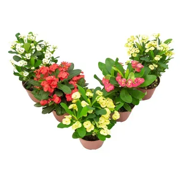 Euphorbia-Milii-Miliiana-Planta-Natural-Pote-15