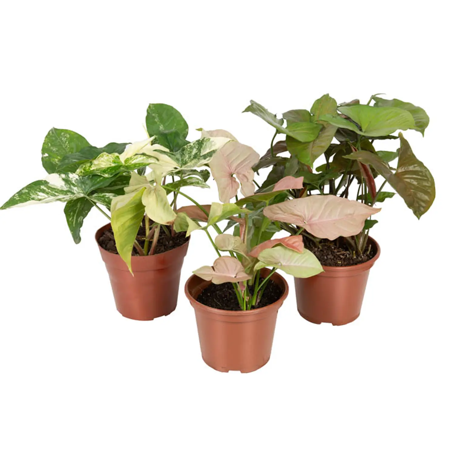 Syngonium-Variado-Planta-Natural-Pote-15