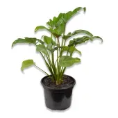 Philodendron Xanadu Olanta Natural Pote 24
