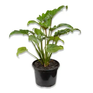 Philodendron-Xanadu-Olanta-Natural-Pote-24