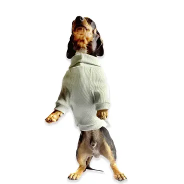 Pet-em-pe-e-usando-a-Cacharrel-para-Caes-Bichinho-Chic-Verde