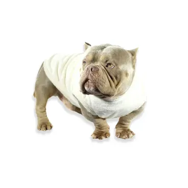 Pet-de-frente-usando-o-Blusao-de-Pelucia-Bichinho-Chic-Bege-