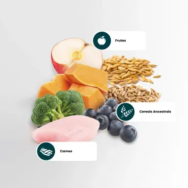 racao-nd-ancestral-selection-caes-2