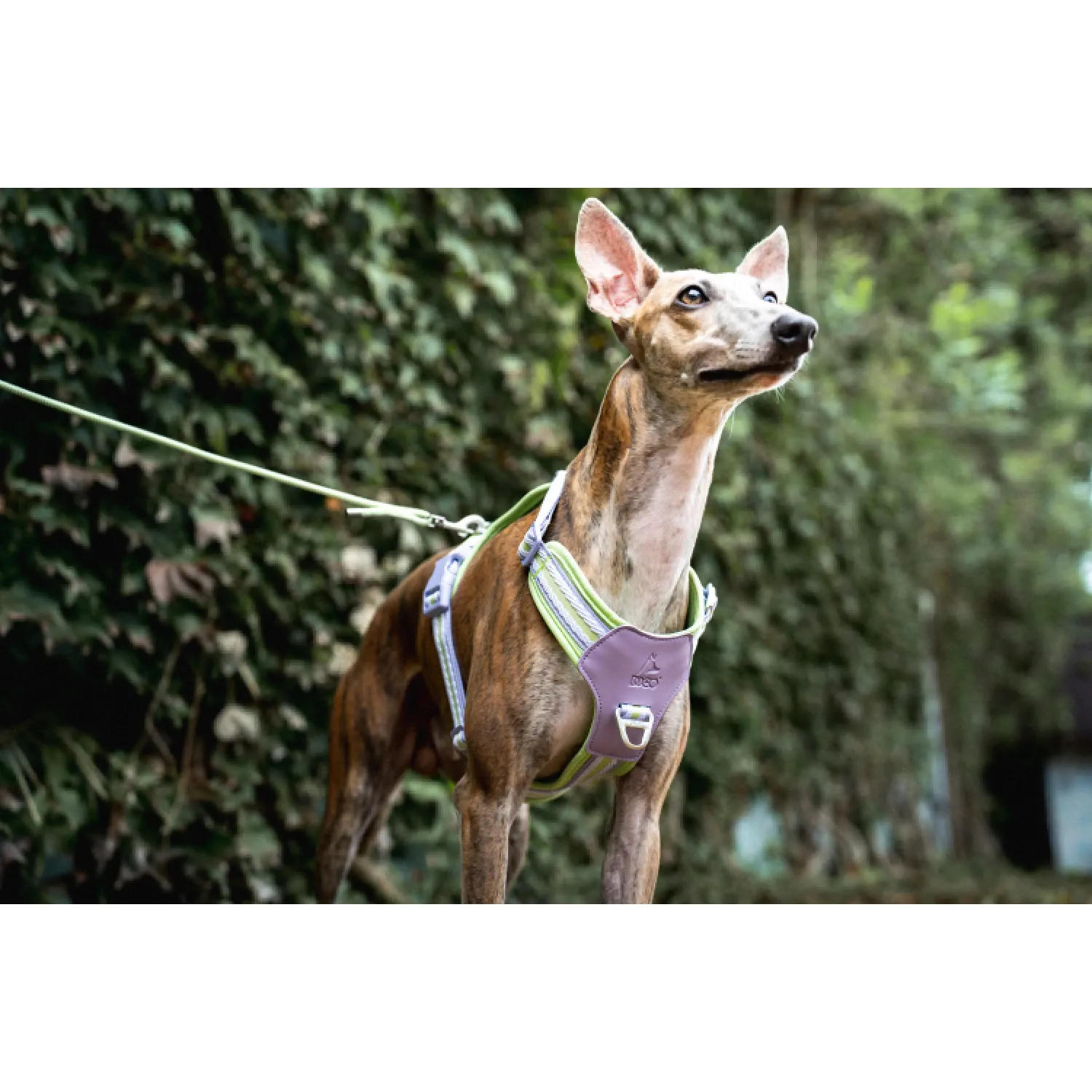 Peitoral para Cães Mesh Jacquard Doco Verde