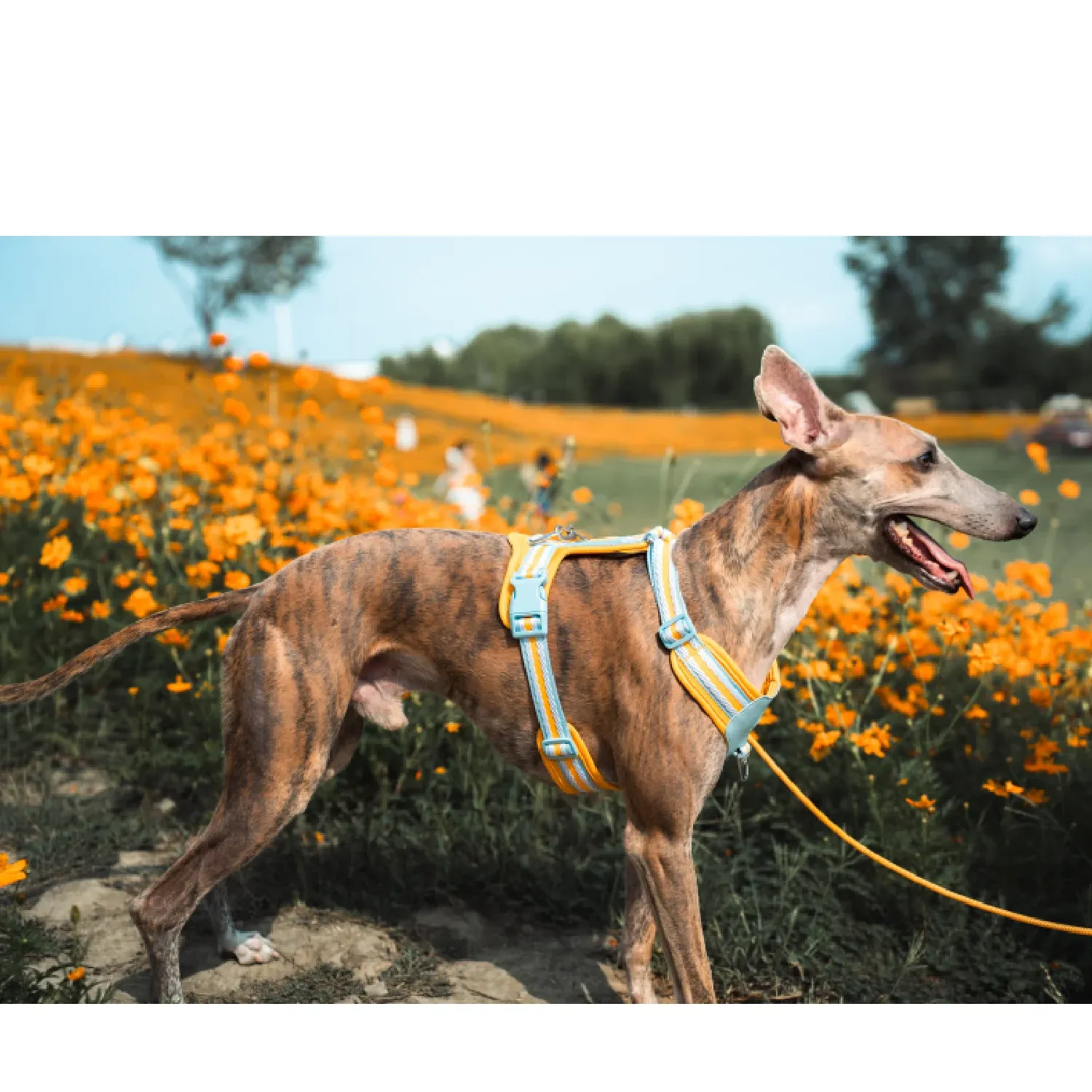Peitoral para Cães Mesh Jacquard Doco Laranja