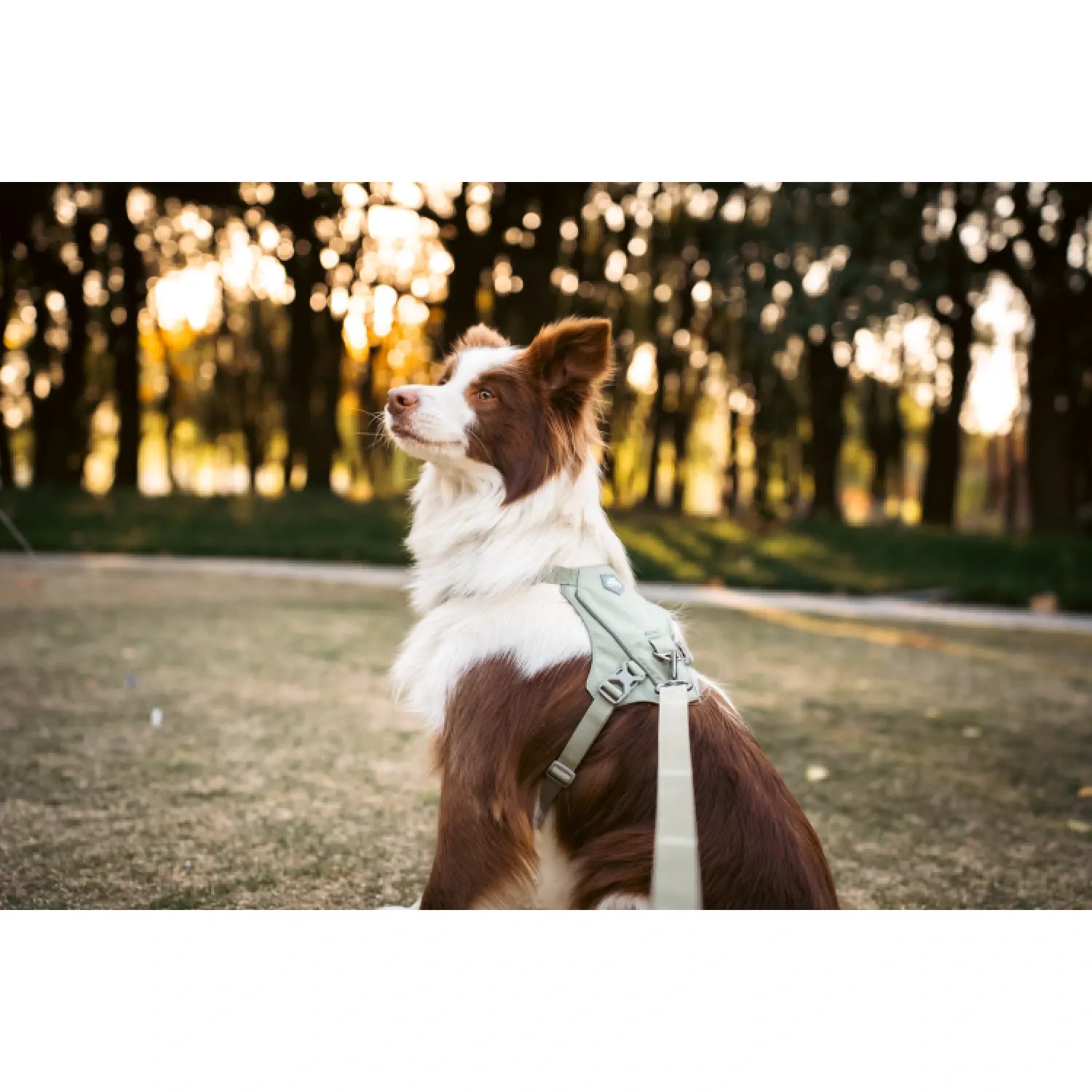 Peitoral para Cães Vertex Harness Doco Lilás
