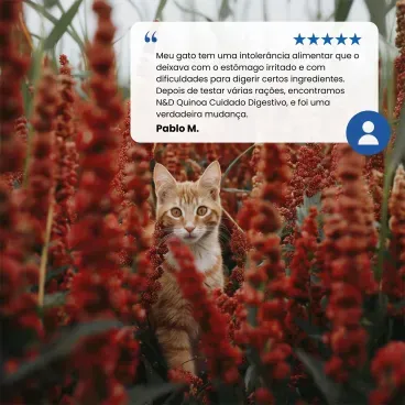 Avaliacao-da-Racao-N-D-Quinoa-Gatos-Adultos-Digestion-Cordeiro