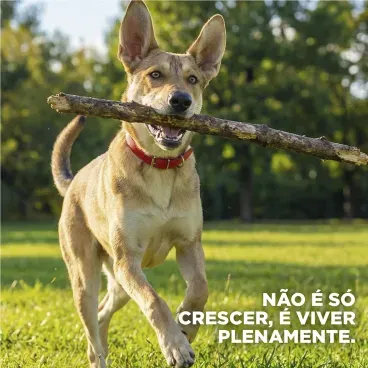 14-Racao Hill's Science Diet para Caes Adultos Frango