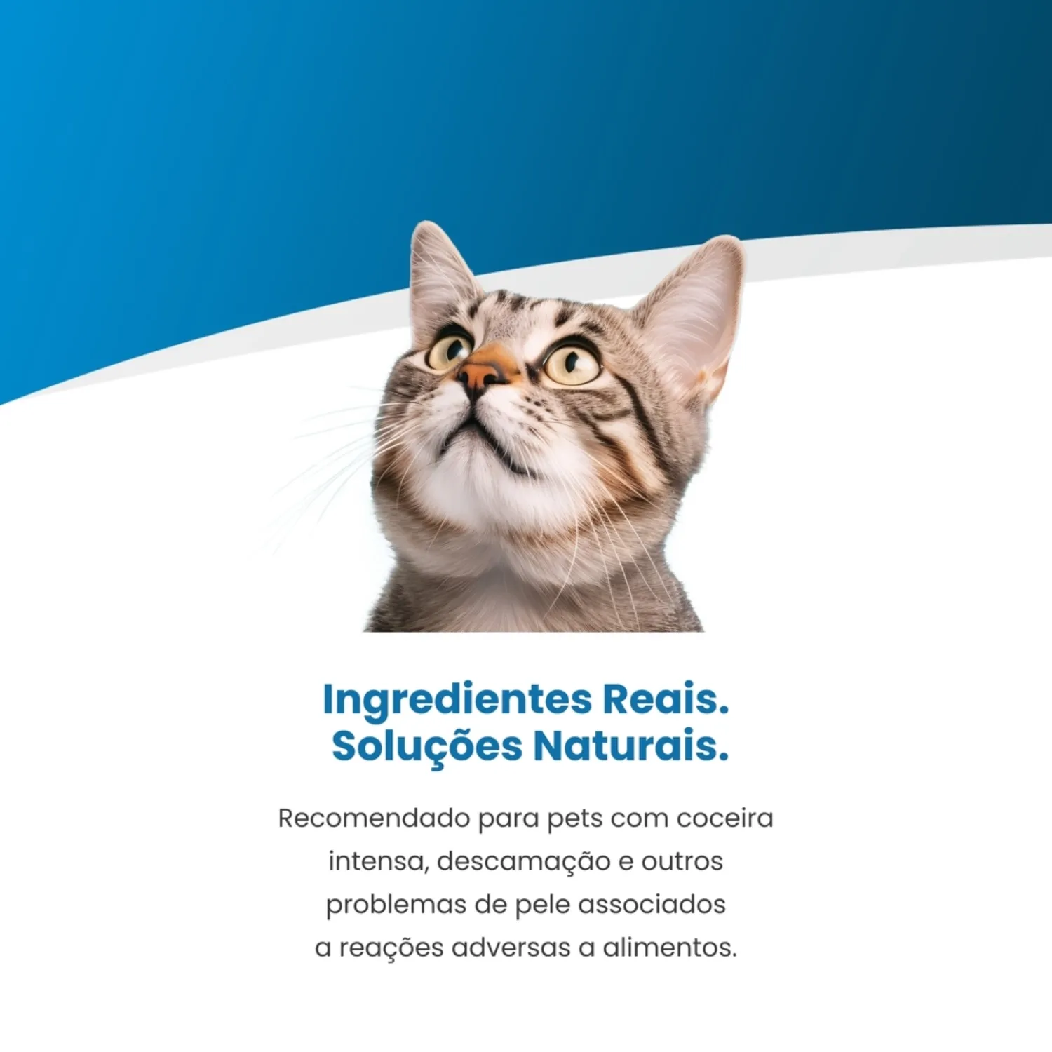 Ração Vet Life Natural Gatos Adultos Hypoallergenic Porco e Batata