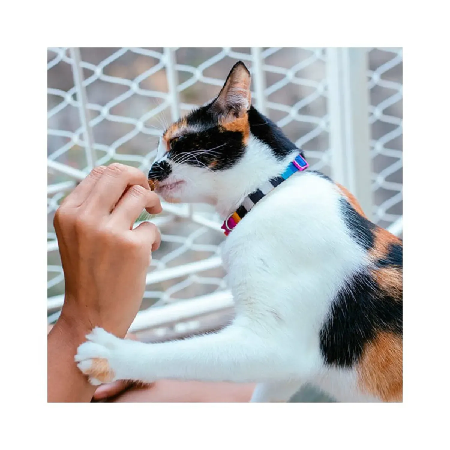Coleira para Gatos Prisma Zee.Cat