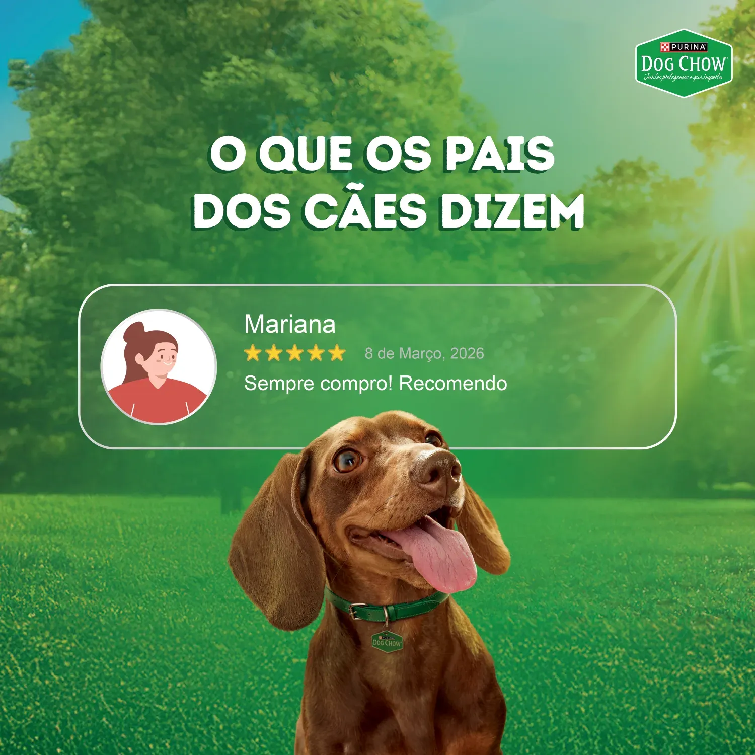 Racao-Umida-Dog-Chow-Caes-Adultos-Nutricao-9