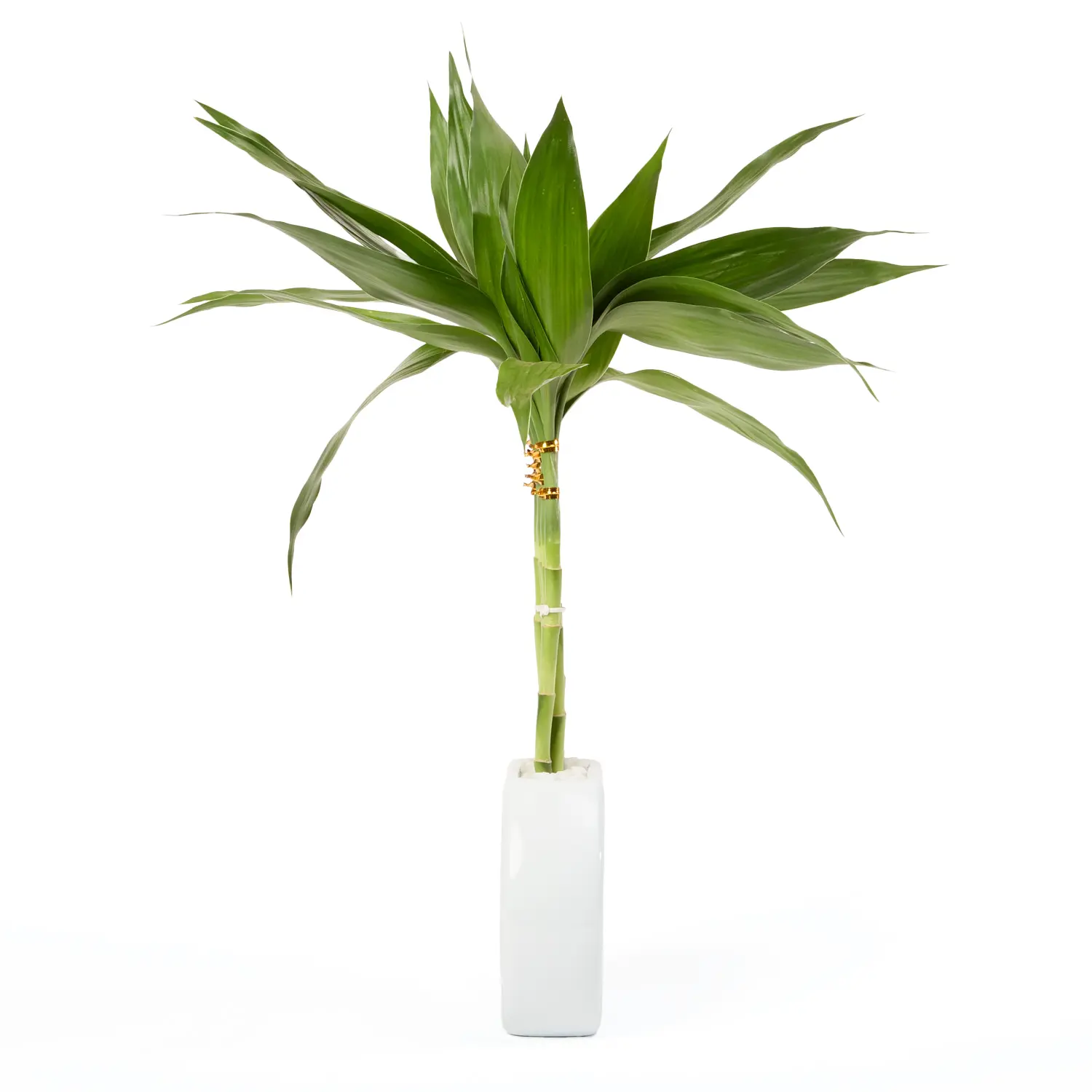 2-Dracena Lua Planta Natural Timlog