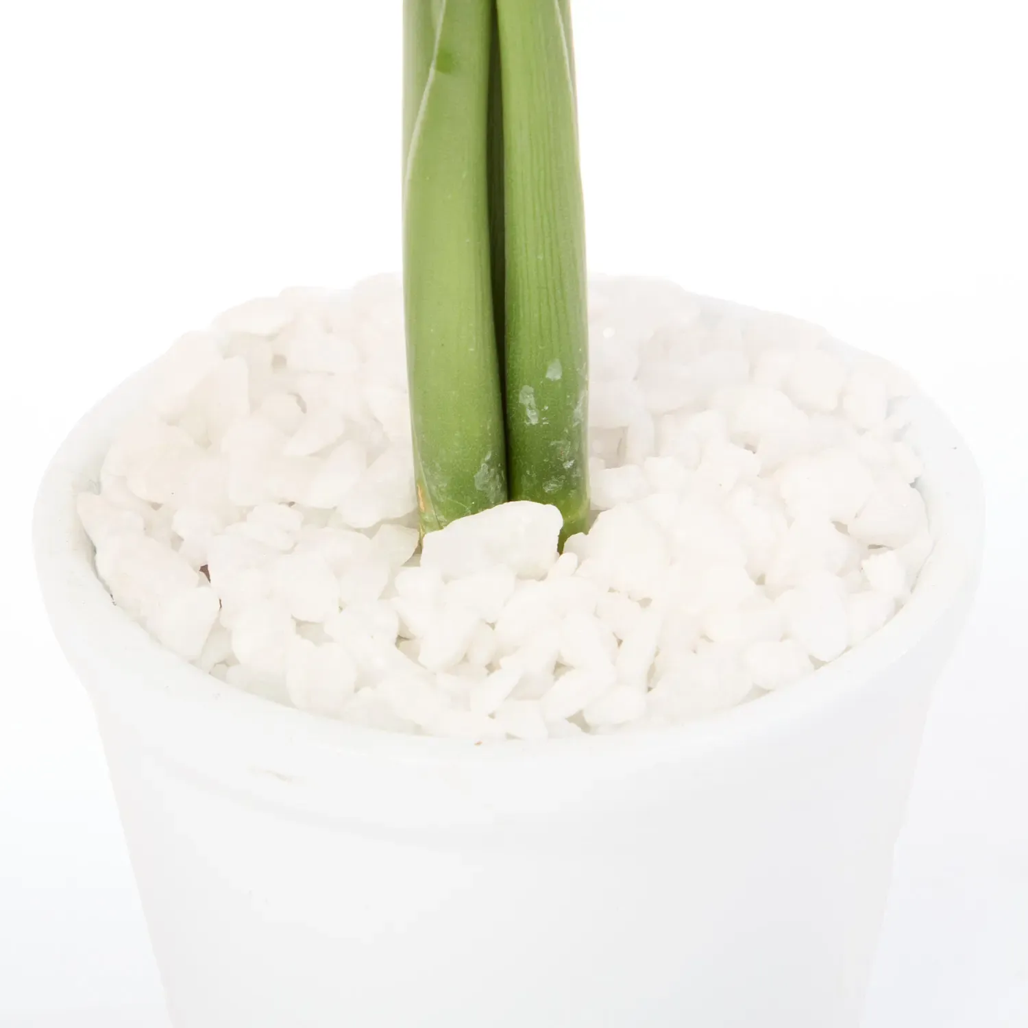 3-Dracena Micro Espanador Planta Natural Timlog