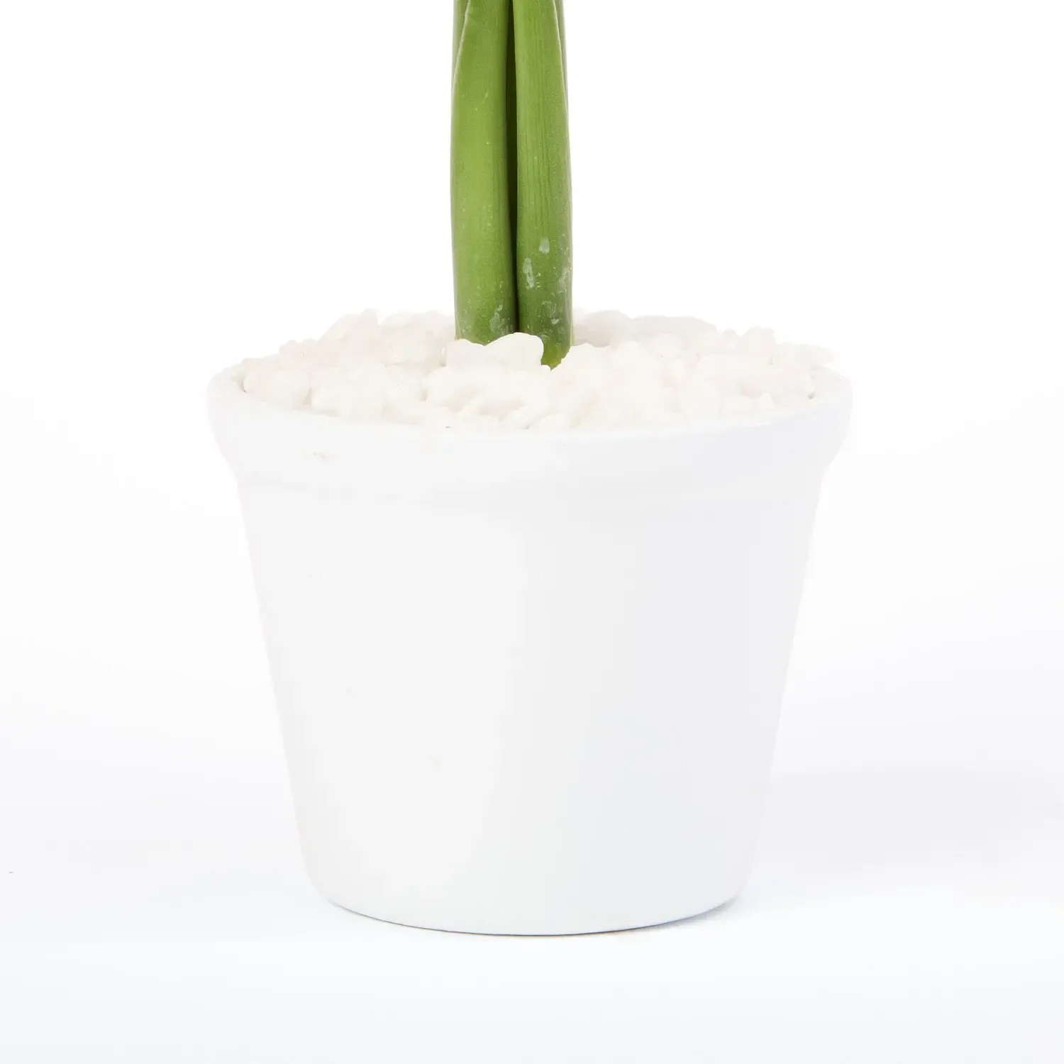 4-Dracena Micro Espanador Planta Natural Timlog