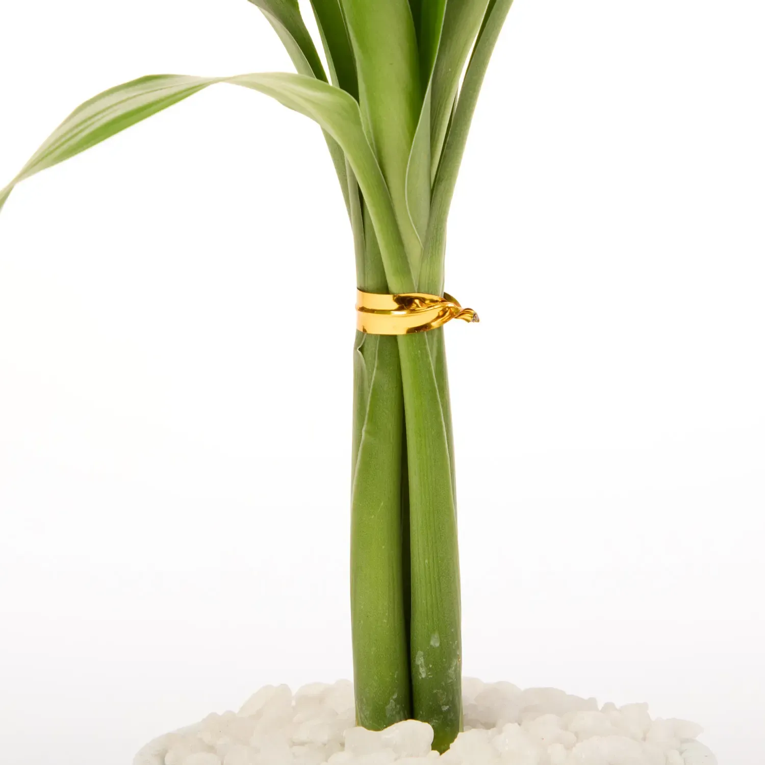 2-Dracena Micro Espanador Planta Natural Timlog