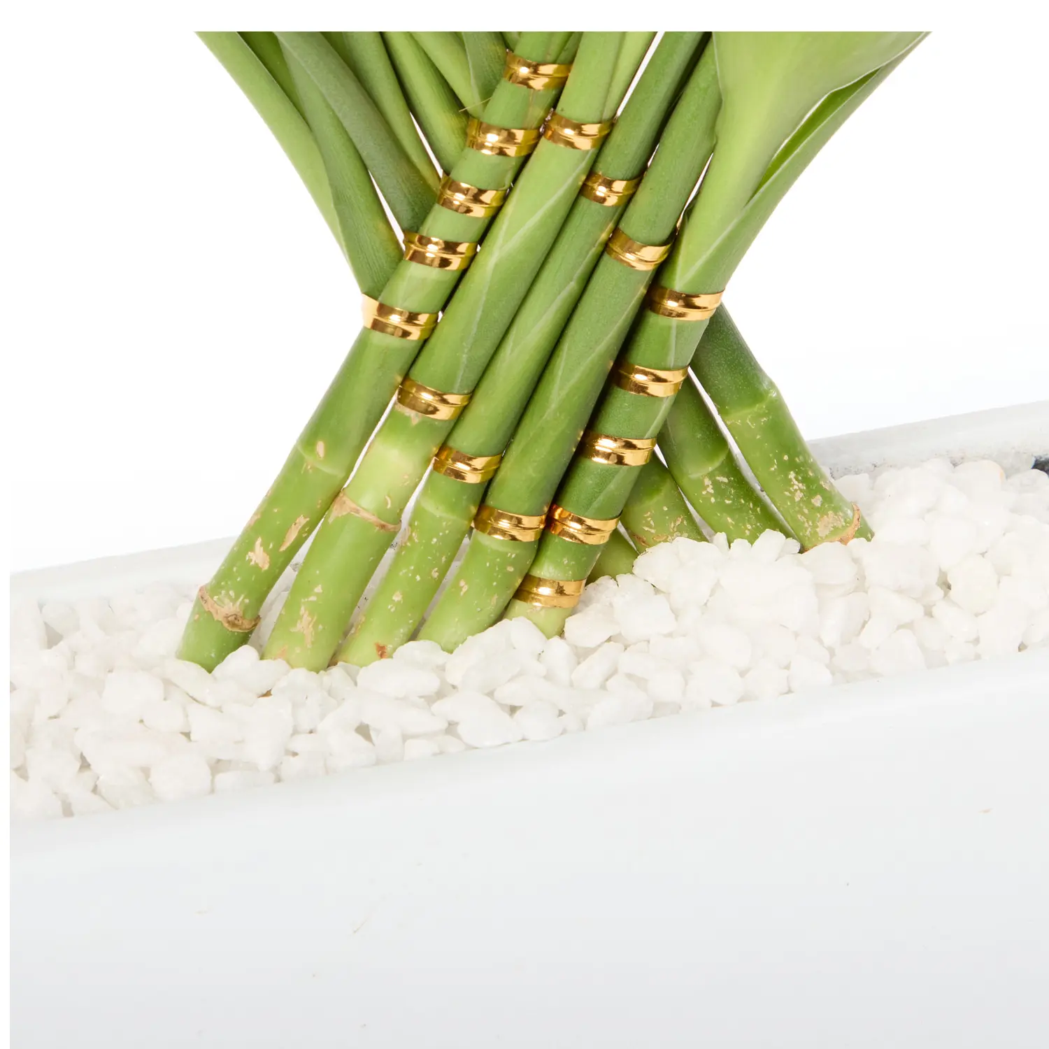 3-Dracena Pavao Planta Natural Timlog