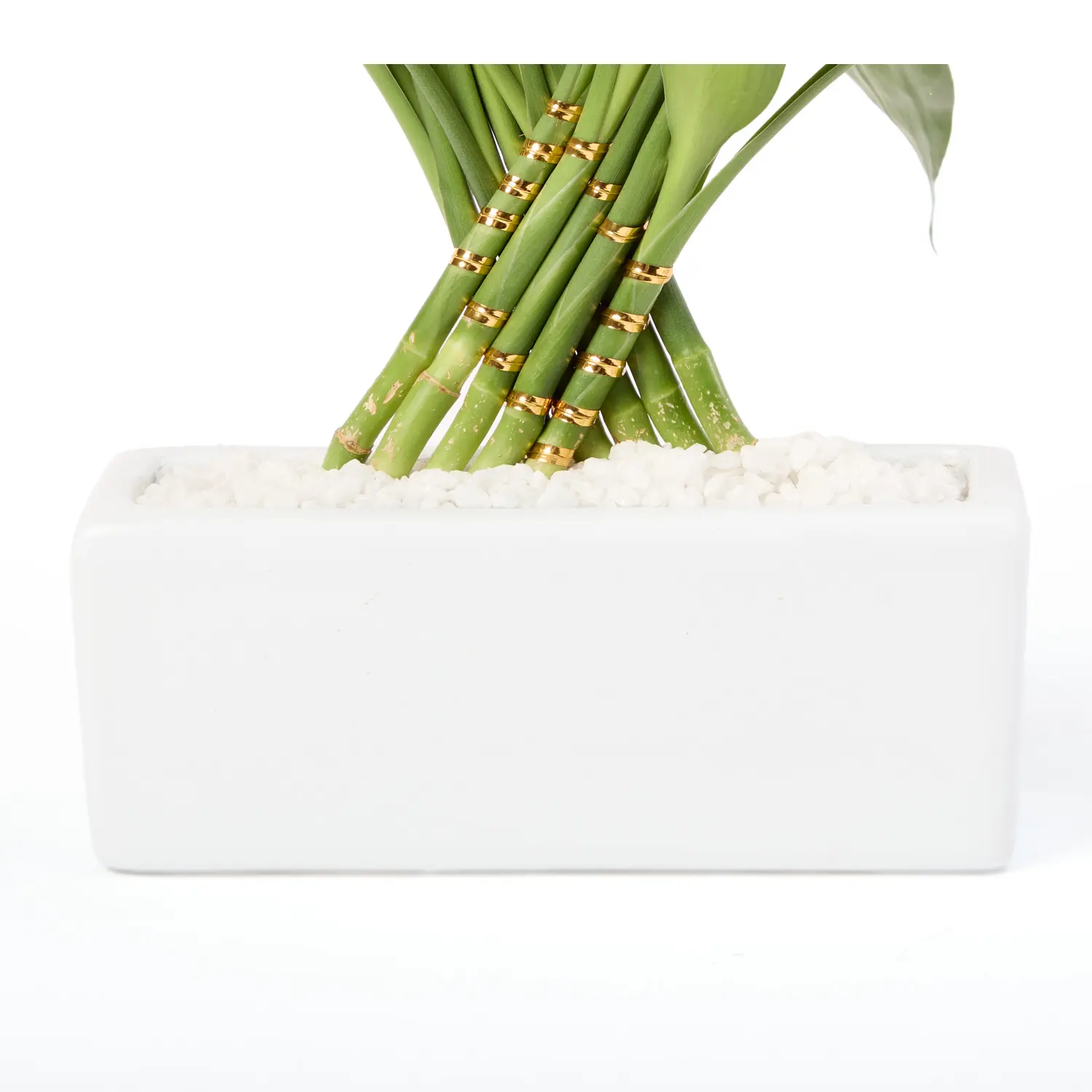 4-Dracena Pavao Planta Natural Timlog